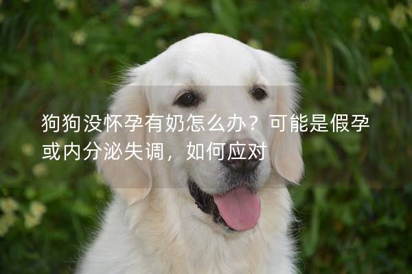 狗狗没怀孕有奶怎么办？可能是假孕或内分泌失调，如何应对