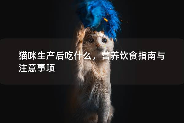 猫咪生产后吃什么，营养饮食指南与注意事项