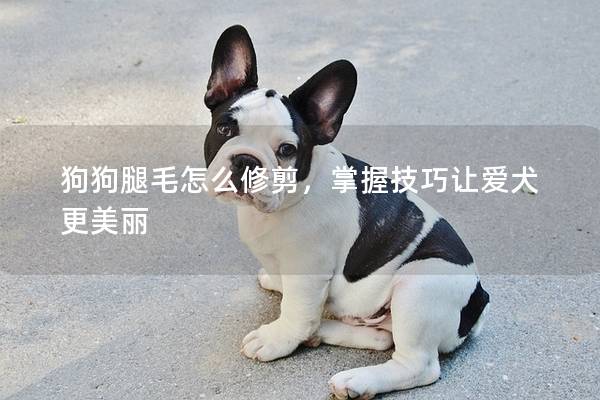 狗狗腿毛怎么修剪，掌握技巧让爱犬更美丽