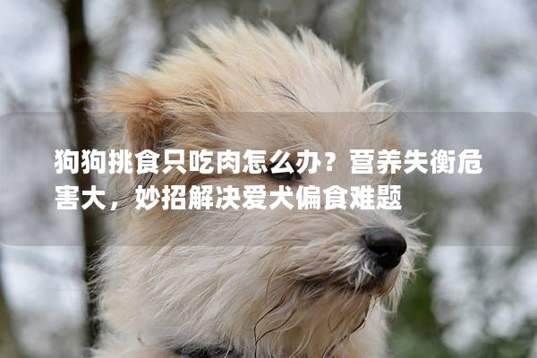 狗狗挑食只吃肉怎么办？营养失衡危害大，妙招解决爱犬偏食难题