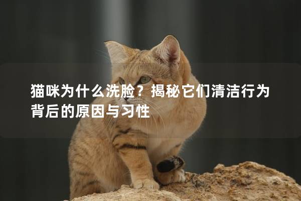 猫咪为什么洗脸？揭秘它们清洁行为背后的原因与习性