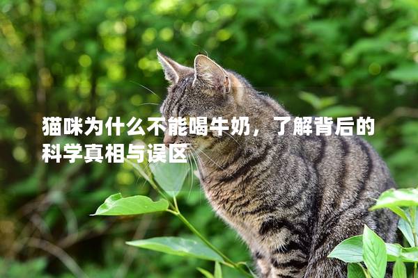 猫咪为什么不能喝牛奶，了解背后的科学真相与误区