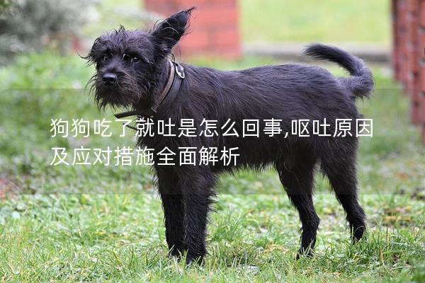 狗狗吃了就吐是怎么回事,呕吐原因及应对措施全面解析