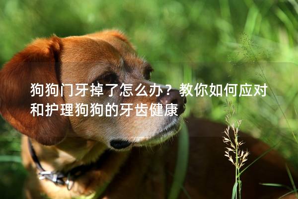 狗狗门牙掉了怎么办？教你如何应对和护理狗狗的牙齿健康