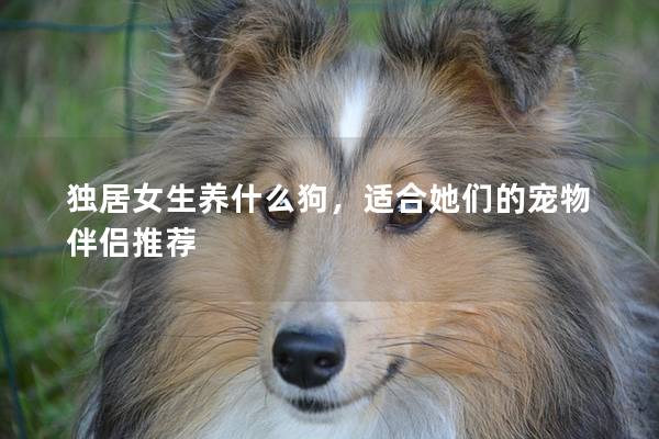 独居女生养什么狗，适合她们的宠物伴侣推荐