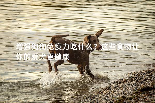 增强狗狗免疫力吃什么？这些食物让你的爱犬更健康