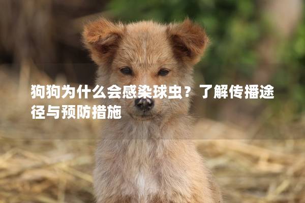 狗狗为什么会感染球虫？了解传播途径与预防措施