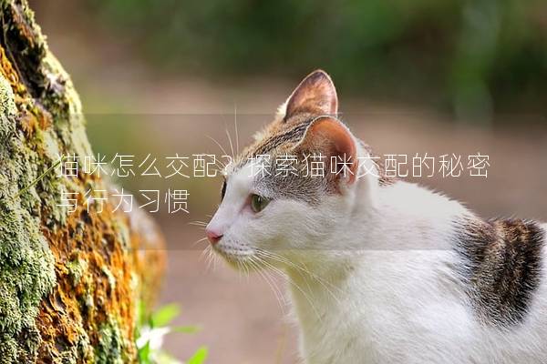 猫咪怎么交配？探索猫咪交配的秘密与行为习惯