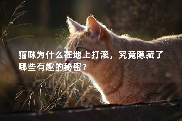 猫咪为什么在地上打滚，究竟隐藏了哪些有趣的秘密？