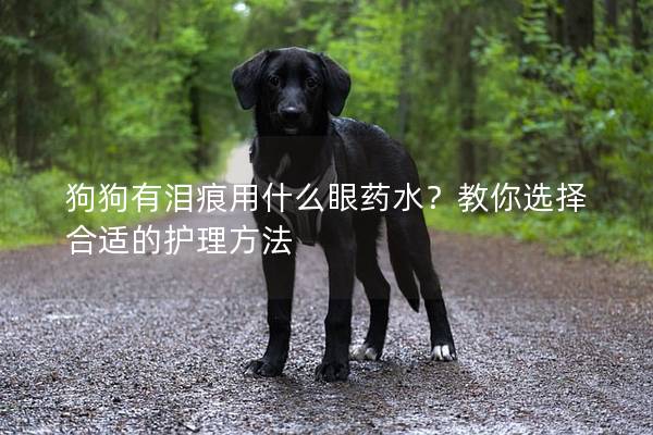 狗狗有泪痕用什么眼药水？教你选择合适的护理方法
