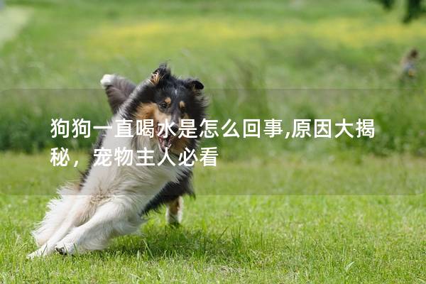 狗狗一直喝水是怎么回事,原因大揭秘，宠物主人必看