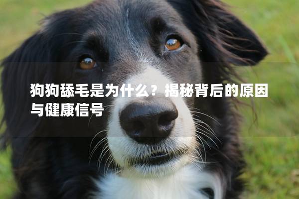 狗狗舔毛是为什么？揭秘背后的原因与健康信号