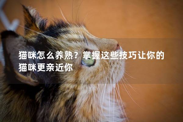猫咪怎么养熟？掌握这些技巧让你的猫咪更亲近你