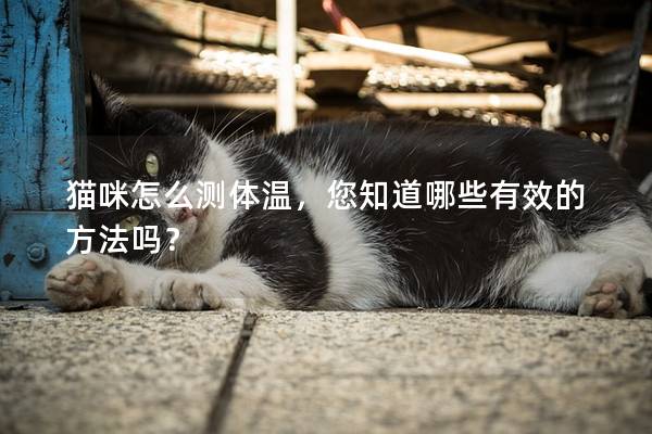 猫咪怎么测体温，您知道哪些有效的方法吗？