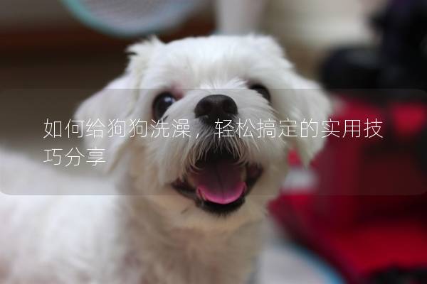 如何给狗狗洗澡，轻松搞定的实用技巧分享