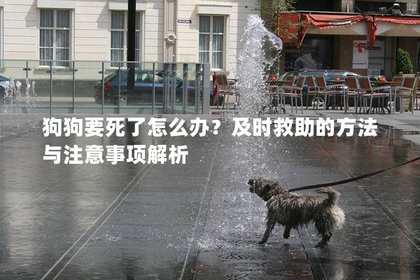 狗狗要死了怎么办？及时救助的方法与注意事项解析