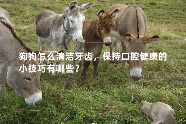 狗狗怎么清洁牙齿，保持口腔健康的小技巧有哪些？