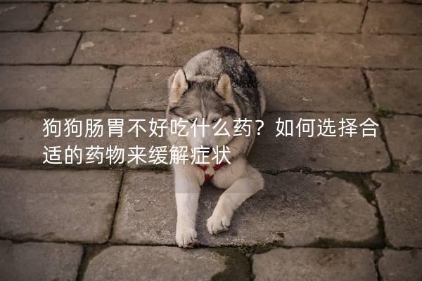 狗狗肠胃不好吃什么药？如何选择合适的药物来缓解症状