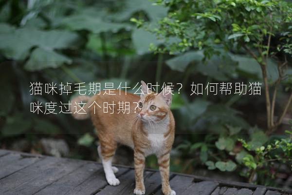 猫咪掉毛期是什么时候？如何帮助猫咪度过这个时期？