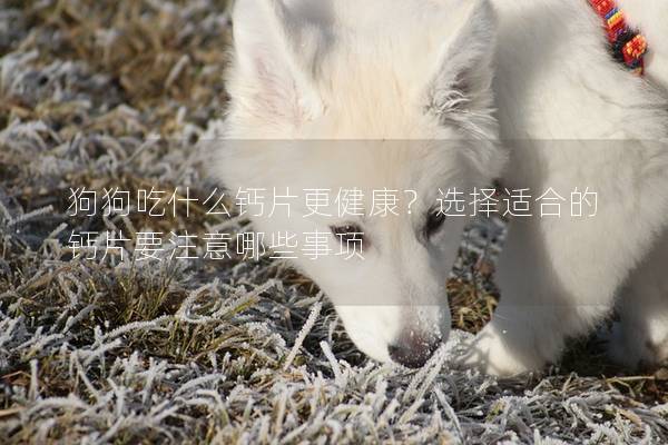 狗狗吃什么钙片更健康？选择适合的钙片要注意哪些事项