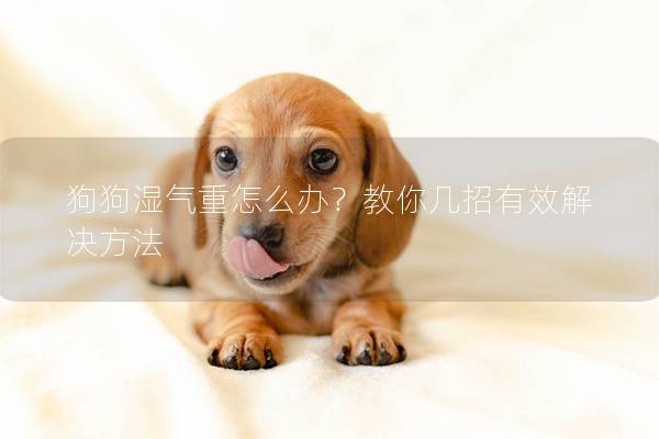 狗狗湿气重怎么办？教你几招有效解决方法