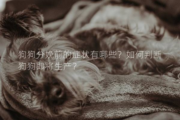 狗狗分娩前的症状有哪些？如何判断狗狗即将生产？