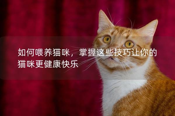 如何喂养猫咪，掌握这些技巧让你的猫咪更健康快乐