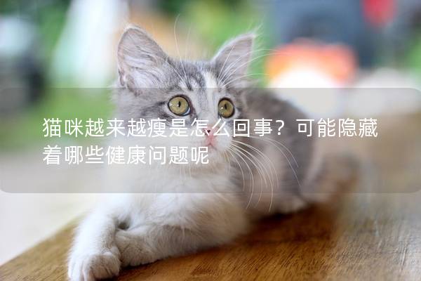 猫咪越来越瘦是怎么回事？可能隐藏着哪些健康问题呢