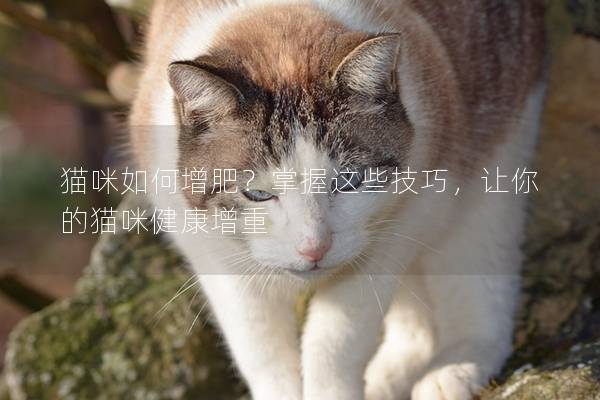 猫咪如何增肥？掌握这些技巧，让你的猫咪健康增重