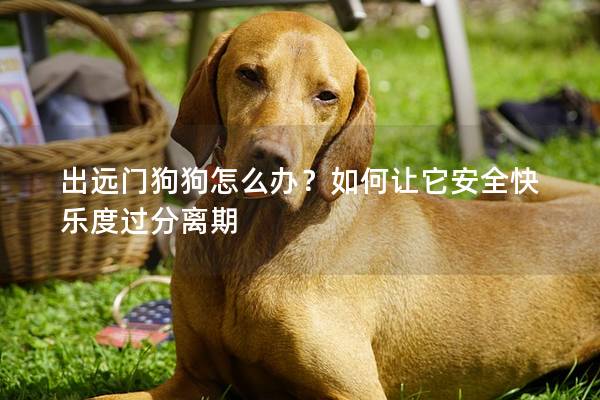 出远门狗狗怎么办？如何让它安全快乐度过分离期