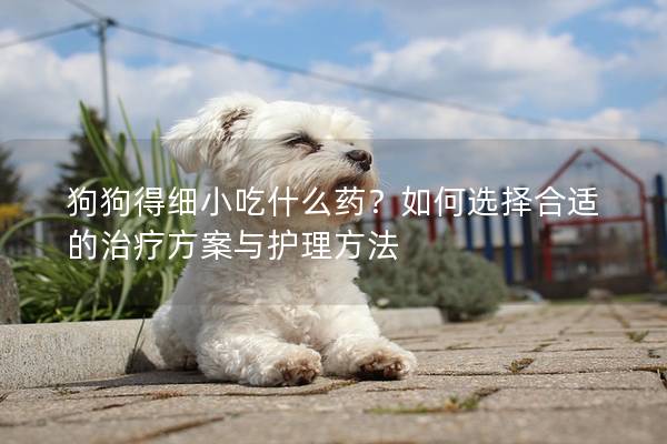 狗狗得细小吃什么药？如何选择合适的治疗方案与护理方法
