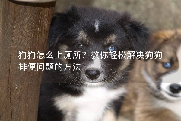 狗狗怎么上厕所？教你轻松解决狗狗排便问题的方法