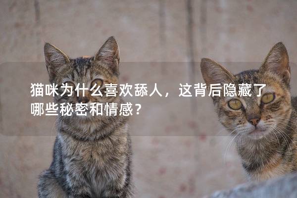 猫咪为什么喜欢舔人，这背后隐藏了哪些秘密和情感？