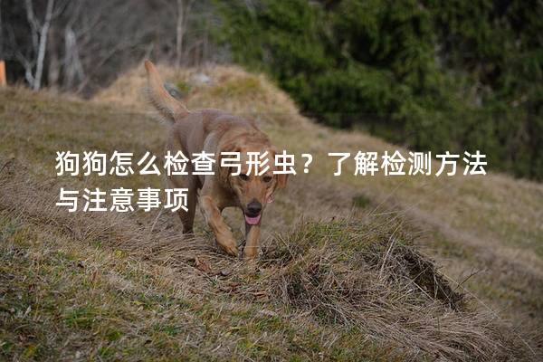 狗狗怎么检查弓形虫？了解检测方法与注意事项