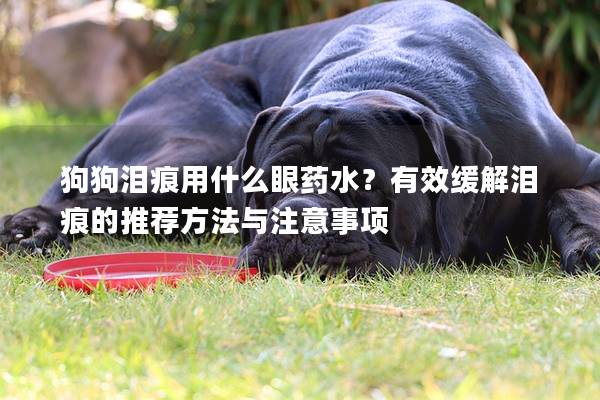 狗狗泪痕用什么眼药水？有效缓解泪痕的推荐方法与注意事项