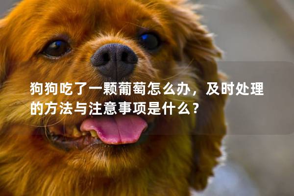 狗狗吃了一颗葡萄怎么办，及时处理的方法与注意事项是什么？