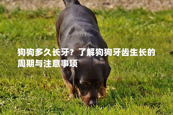 狗狗多久长牙？了解狗狗牙齿生长的周期与注意事项