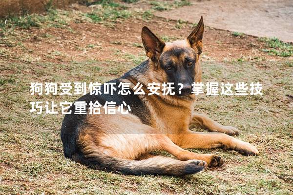 狗狗受到惊吓怎么安抚？掌握这些技巧让它重拾信心
