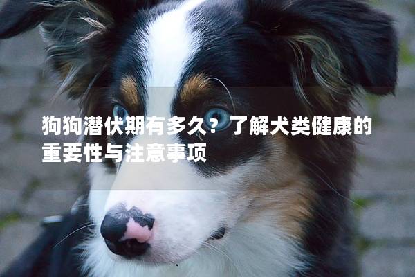 狗狗潜伏期有多久？了解犬类健康的重要性与注意事项
