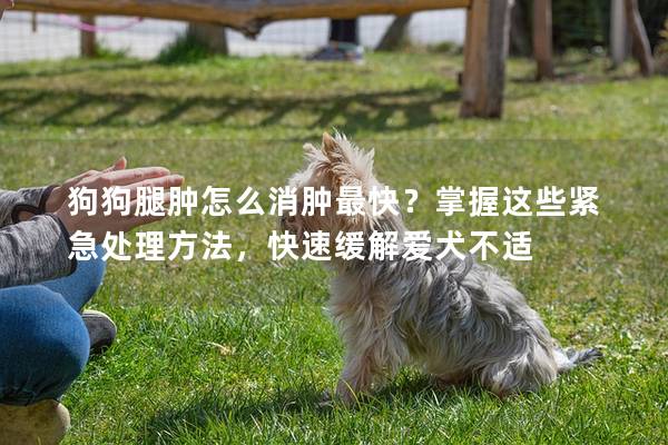 狗狗腿肿怎么消肿最快？掌握这些紧急处理方法，快速缓解爱犬不适