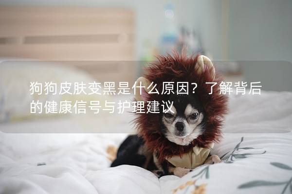 狗狗皮肤变黑是什么原因？了解背后的健康信号与护理建议