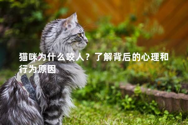 猫咪为什么咬人？了解背后的心理和行为原因
