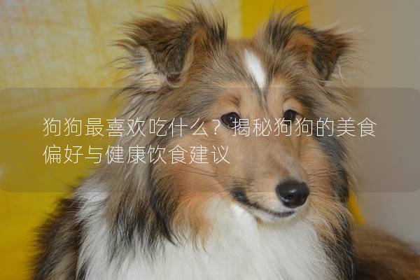 狗狗最喜欢吃什么？揭秘狗狗的美食偏好与健康饮食建议