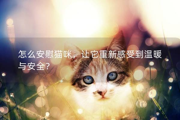 怎么安慰猫咪，让它重新感受到温暖与安全？