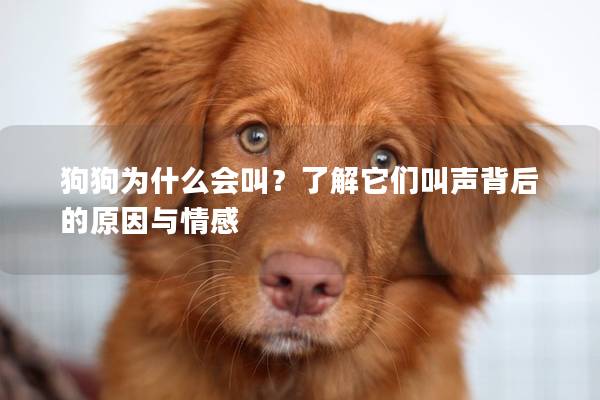 狗狗为什么会叫？了解它们叫声背后的原因与情感