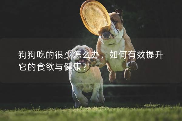 狗狗吃的很少怎么办，如何有效提升它的食欲与健康？