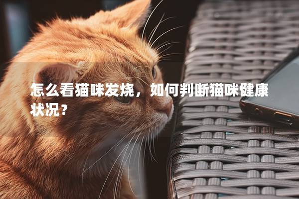 怎么看猫咪发烧，如何判断猫咪健康状况？