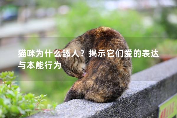 猫咪为什么舔人？揭示它们爱的表达与本能行为