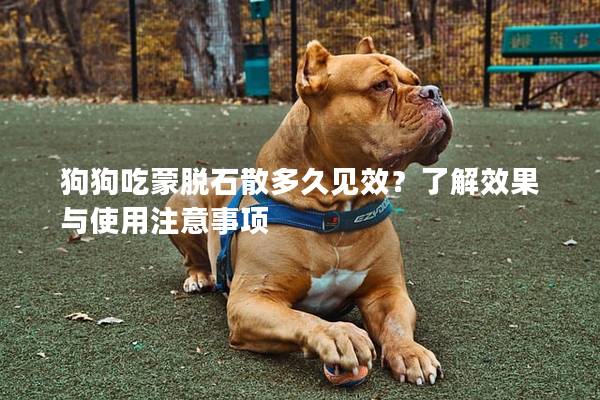 狗狗吃蒙脱石散多久见效？了解效果与使用注意事项