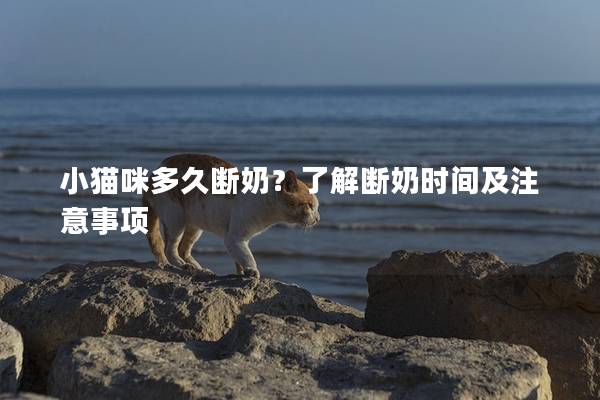 小猫咪多久断奶？了解断奶时间及注意事项